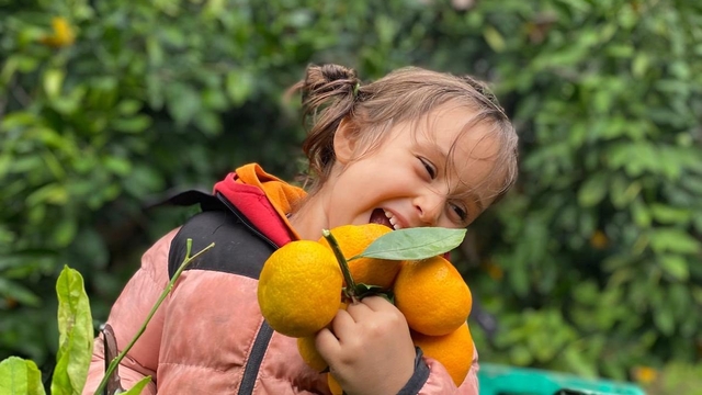 Havran Mandalinası'nda hasat vakti