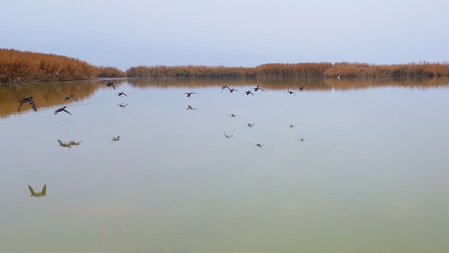 Bitlis'ten göç etmeyen kuşlar sıcak sulara sığındı