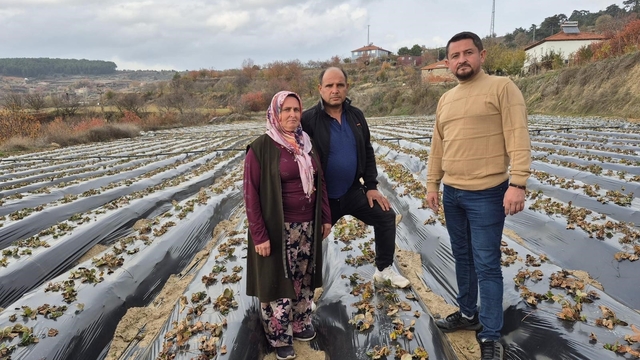Çilek üreticilerinin tarlada hummalı çalışması devam ediyor