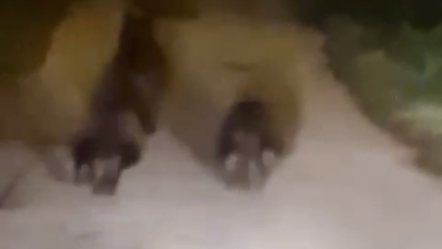 Yola inen bozayı ve yavruları kamerada