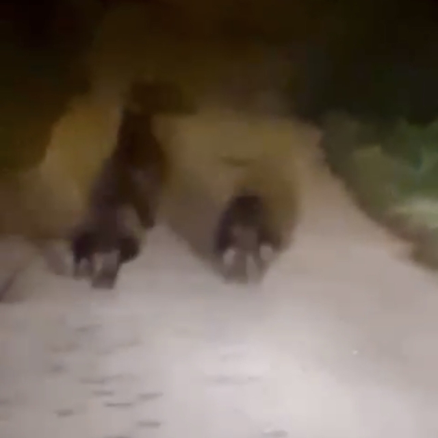 Yola inen bozayı ve yavruları kamerada