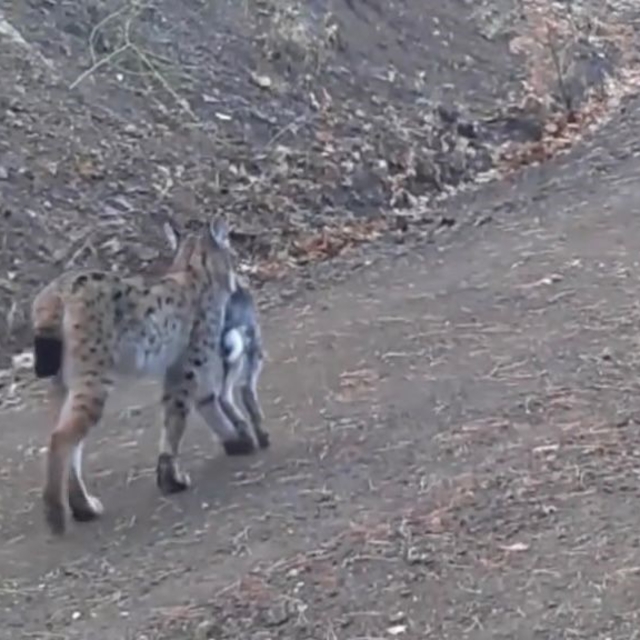 Avını taşıyan vaşak kamerada