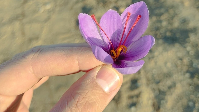 Kırşehir'de safranın deneme ekimleri başarılı oldu