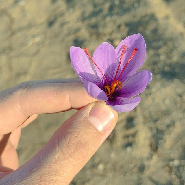 Kırşehir'de safranın deneme ekimleri başarılı oldu