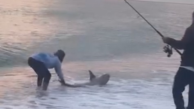 Amatör kıyı balıkçısının oltasına köpek balığı takıldı
Akdeniz Üniversitesi Su Ürünleri Fakültesi Öğretim Üyesi Prof. Dr. Mehmet Gökoğlu:
"Tehlikeli bir tür değil. Vatandaşlarımız bu tür görüntüleri görünce korkuyorlar ama korkulacak bir şey yok. İnsanlardan kaçan bir tür"