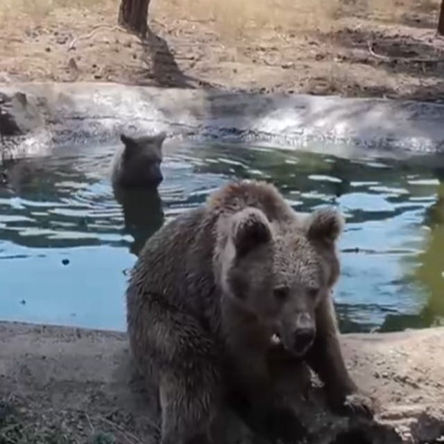 Kış uykusundan önce son banyo
Ayılardan uykudan önce banyo keyfi