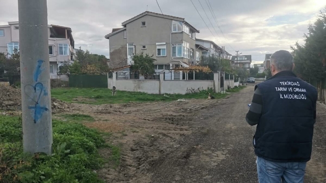 Tekirdağ'da sahipsiz sokak hayvanları için sayım çalışması yapılıyor