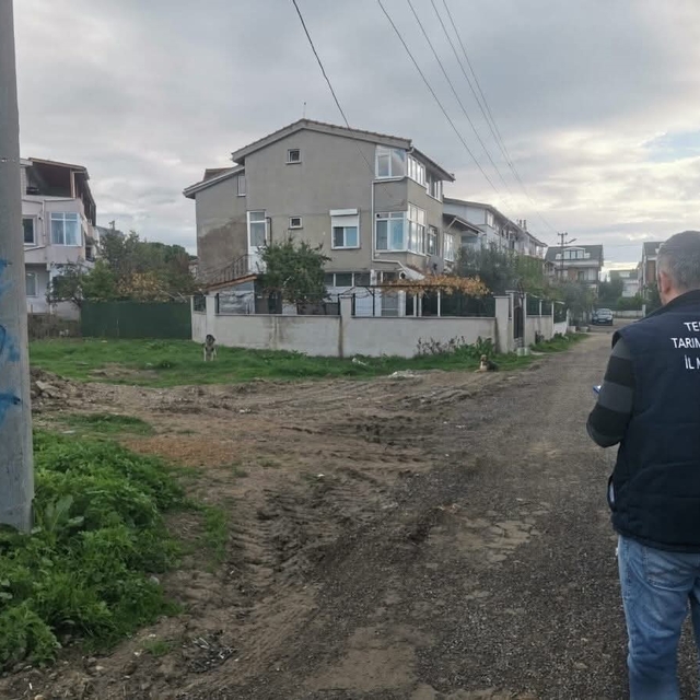 Tekirdağ'da sahipsiz sokak hayvanları için sayım çalışması yapılıyor
