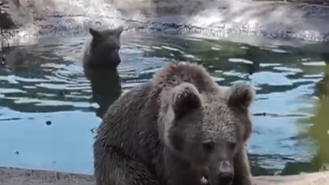 Kış uykusundan önce son banyo
Ayılardan uykudan önce banyo keyfi
