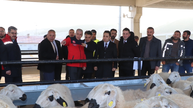 Hane başı yüzde 70'i hibe olarak 50 koyun 2 koç dağıtıldı