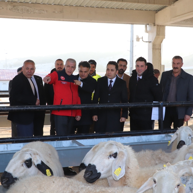 Hane başı yüzde 70'i hibe olarak 50 koyun 2 koç dağıtıldı