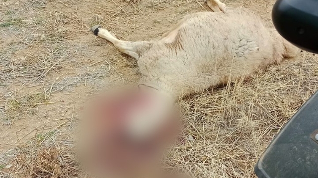 Kurt sürüsünün saldırdığı 30 küçükbaş hayvan ile 1 köpek telef oldu