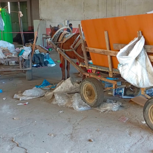 Manisa'da at arabası operasyonu: İki at arabası trafikten men edildi