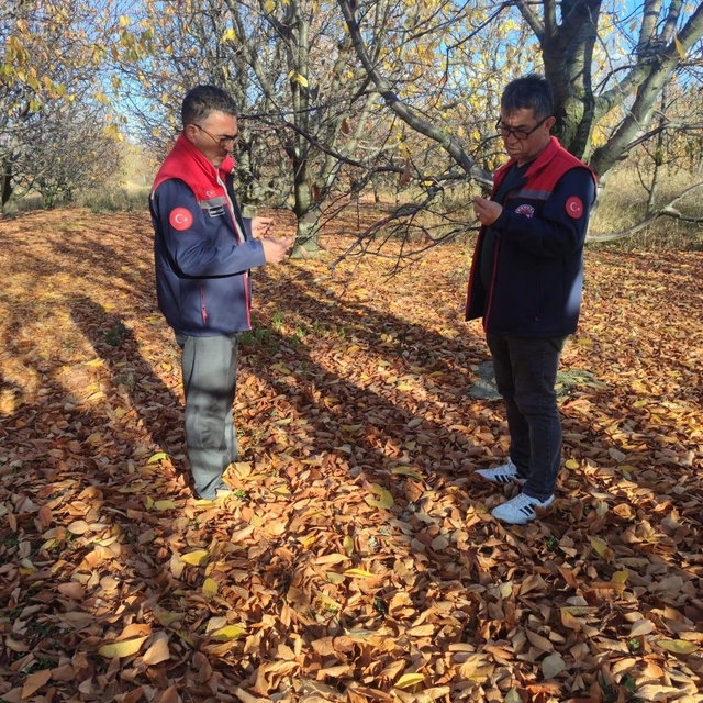 Akşehir kirazında saha incelemeleri devam ediyor