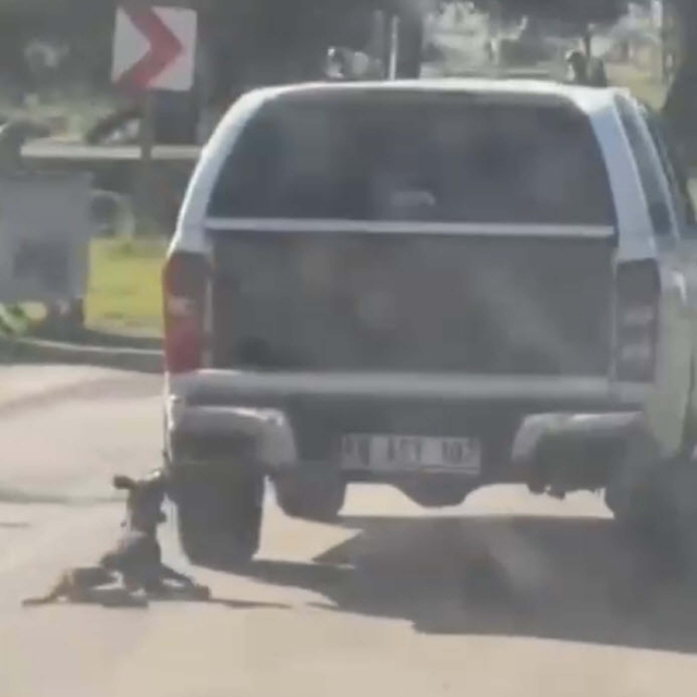 Milas'ta kamyonete bağlanarak sürüklenen köpek öldü; 2 gözaltı