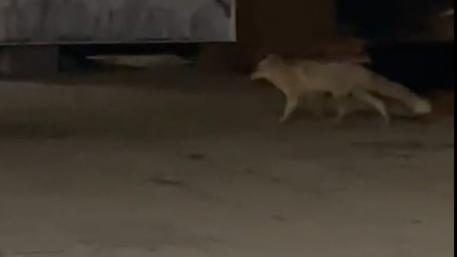 Muş'ta aç kalan tilki şehir merkezine indi