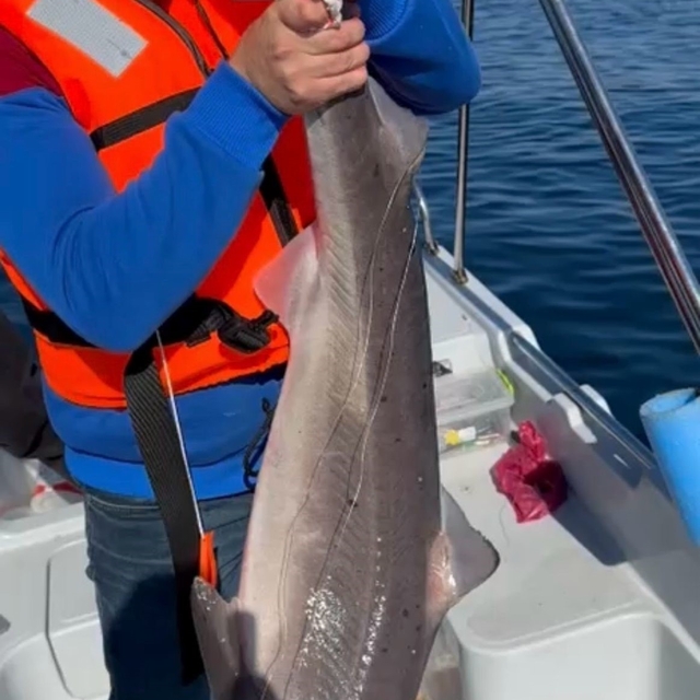 Trabzon kıyılarında köpek balığı hareketliliği arttı
Balıkçıların açıkta ağ...