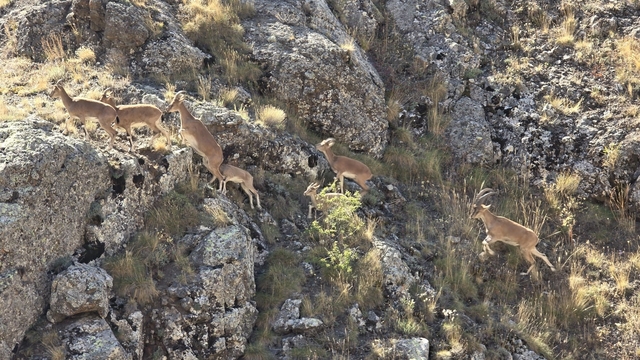 Bayburt'un dağlarını mesken tutan yaban keçileri Vauk Dağı'nda sürü halinde görüntülendi