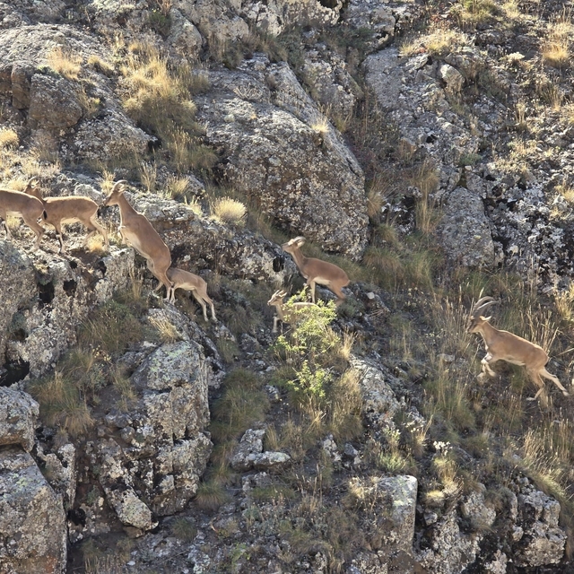 Bayburt'un dağlarını mesken tutan yaban keçileri Vauk Dağı'nda sürü halinde...