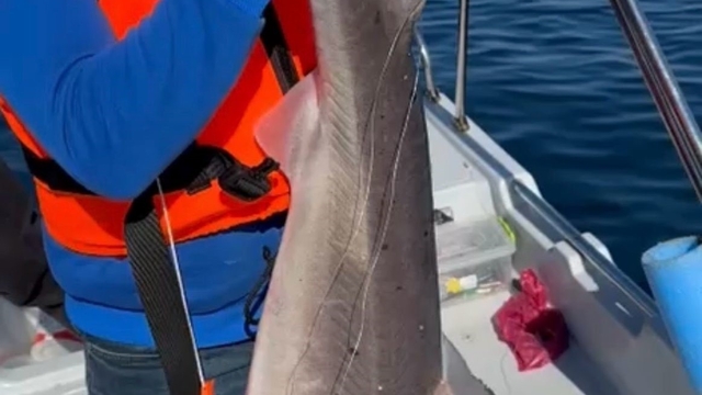 Trabzon kıyılarında köpek balığı hareketliliği arttı
Balıkçıların açıkta ağlarına takılıyordu şimdi artık kıyılara ve limanlara kadar geliyor