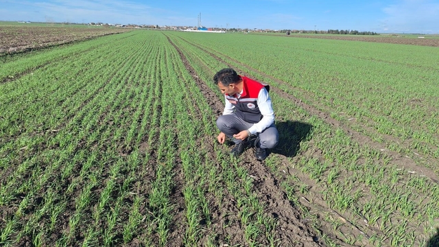 Hububat tarlalarında 'ekin kambur böceği' tehlikesi