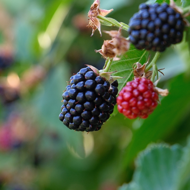 Bursa Büyükşehir 9 üründe fide ve fidan desteğinde bulunacak