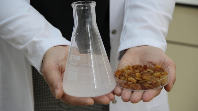 500 milyon dolarlık ihracata bilimsel kalkan
Türk bilim adamlarının yürüttüğü proje ile kuru üzümde zehirli toksinler üreten küfler engellenecek