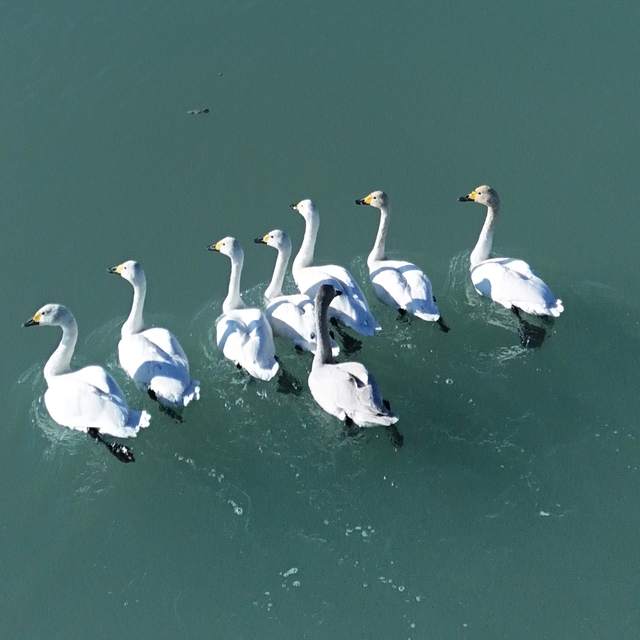 Süphan Dağı manzarasında kuğu dansı
