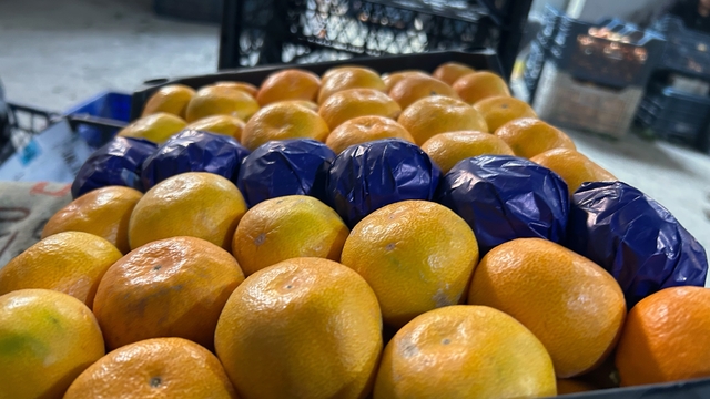 Hatay'da dalında kalan mandalinadan meyve suyu üretilecek