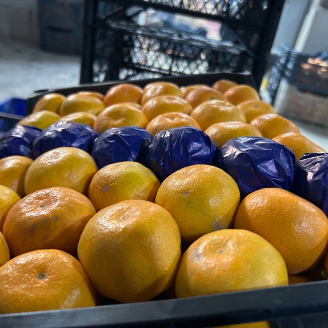 Hatay'da dalında kalan mandalinadan meyve suyu üretilecek