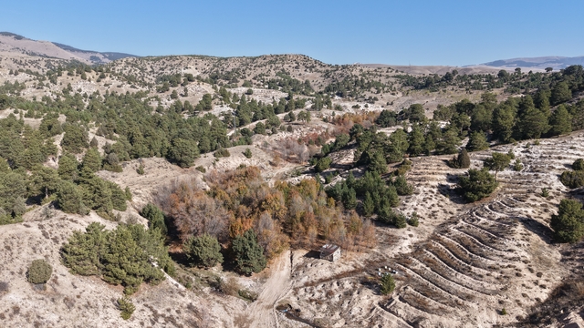 Doğu Anadolu'da bal ormanları kurulduğu bölgelerde üretimi arttıracak