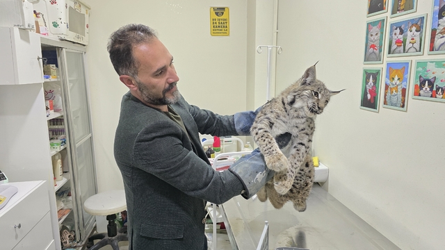 Aracın çarptığı vaşak tedaviye alındı