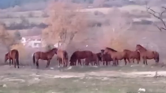 Aç kalan yılkı atları şehir merkezine indi