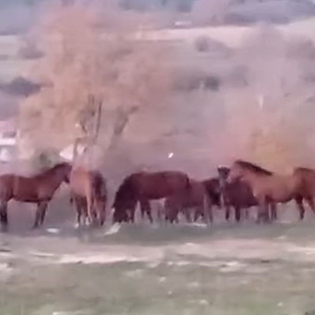 Aç kalan yılkı atları şehir merkezine indi