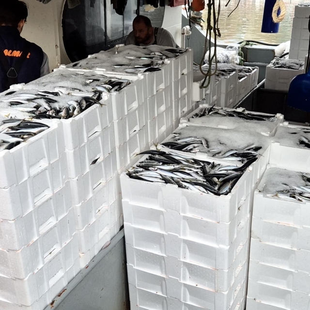 Marmara'da lodos dindi; Tekirdağlı balıkçılar, 600 kasa balık avladı