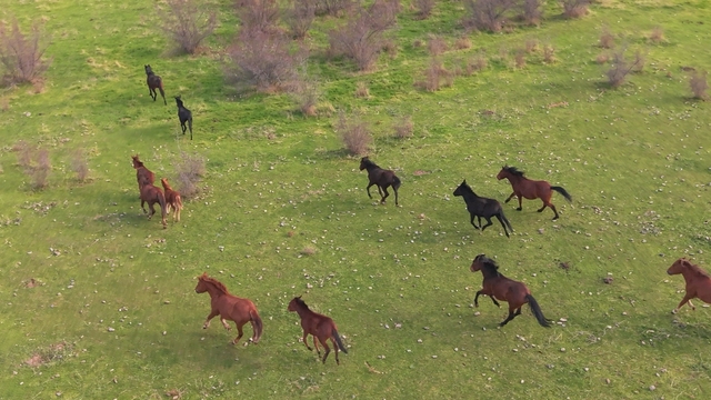 Eskişehir'deki yılkı atların özgür halleri havadan görüntülendi
Özgürlüğe 4 nala koşturan yabani atlar Eskişehir'de görüldü