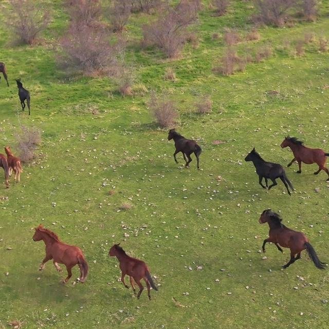 Eskişehir'deki yılkı atların özgür halleri havadan görüntülendi
Özgürlüğe 4...