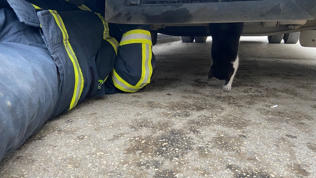 Kastamonu'da minibüsün motoruna sıkışan kedi yavrusu kurtarıldı