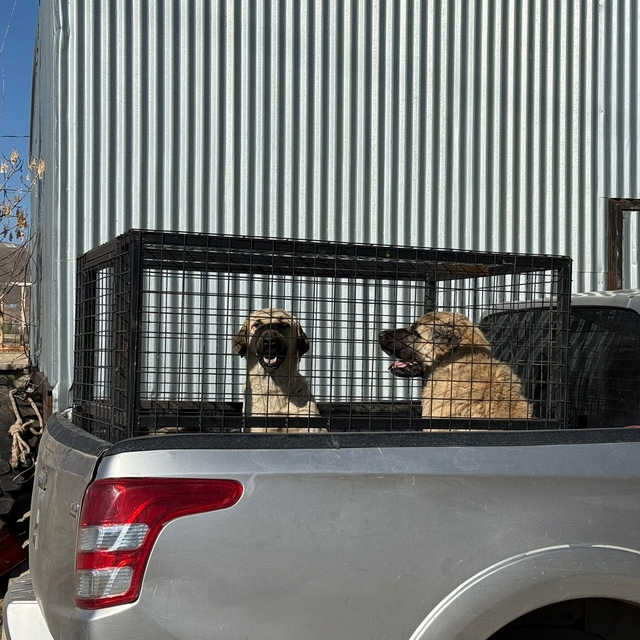 Karlıova'da sahipsiz köpekler barınağa teslim edildi