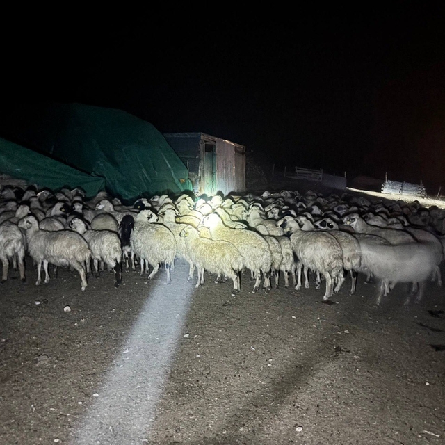 Yoğun siste kaybolan 200 koyun drone destekli aramayla bulundu