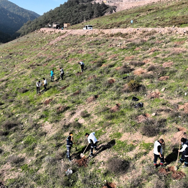 Körfez'e 3 bin 300 Toros sediri dikilecek