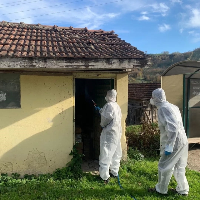 Yığılca'da kahverengi kokarca ile kışlak mücadelesi devam ediyor