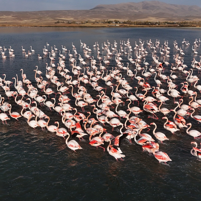 Flamingolar, Erçek Gölü'ndeki konaklama süresini uzattı
Erçek Gölü'nün renk...