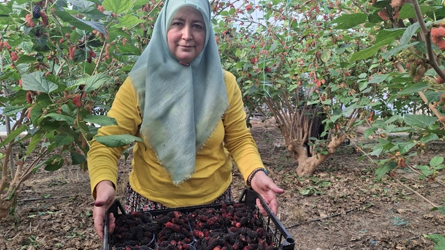 Mersin'de karadut hasadı başladı; yüzde 70'i ihraç ediliyor