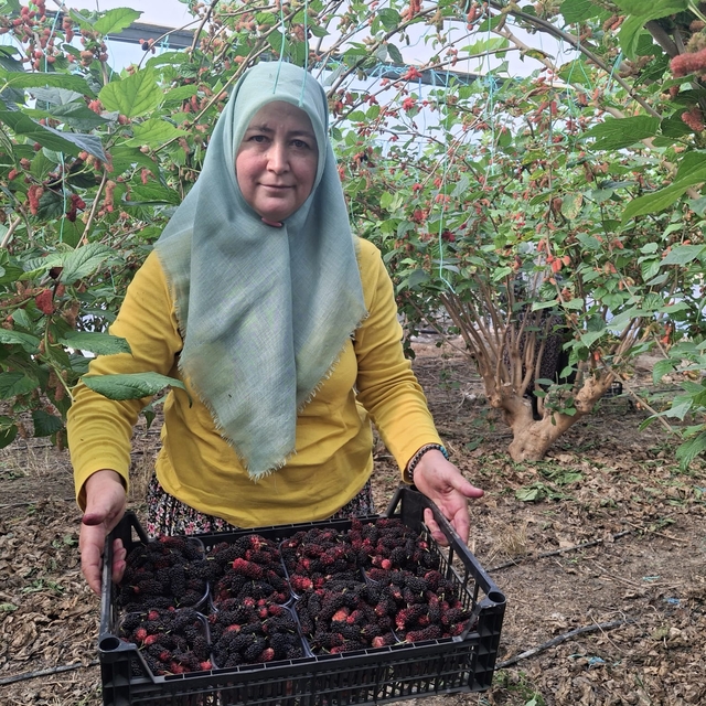 Mersin'de karadut hasadı başladı; yüzde 70'i ihraç ediliyor