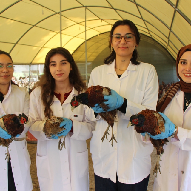 Amasya'da üniversiteliler sülün yetiştiriyor
Eti, padişah sofralarının vazg...