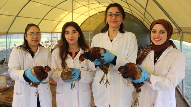 Amasya'da üniversiteliler sülün yetiştiriyor
Eti, padişah sofralarının vazgeçilmeziydi