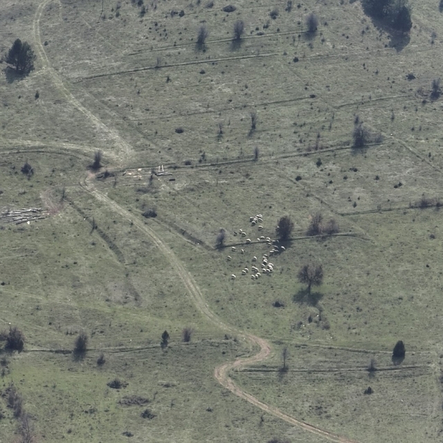 Bolu'da kaybolan küçükbaşlar, dronla bulundu
