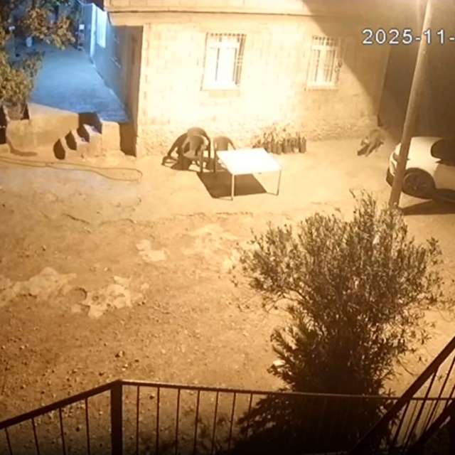 Şanlıurfa'da sırtlanlar tavuk kümesine girdi: Horoz ve tavukları çaldı