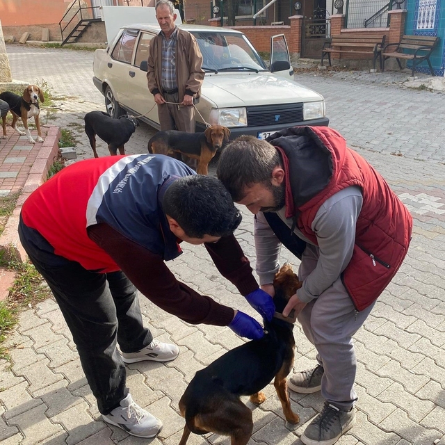 Emet'te sahipli kedi ve köpeklere mikroçip ve kuduz aşısı uygulaması